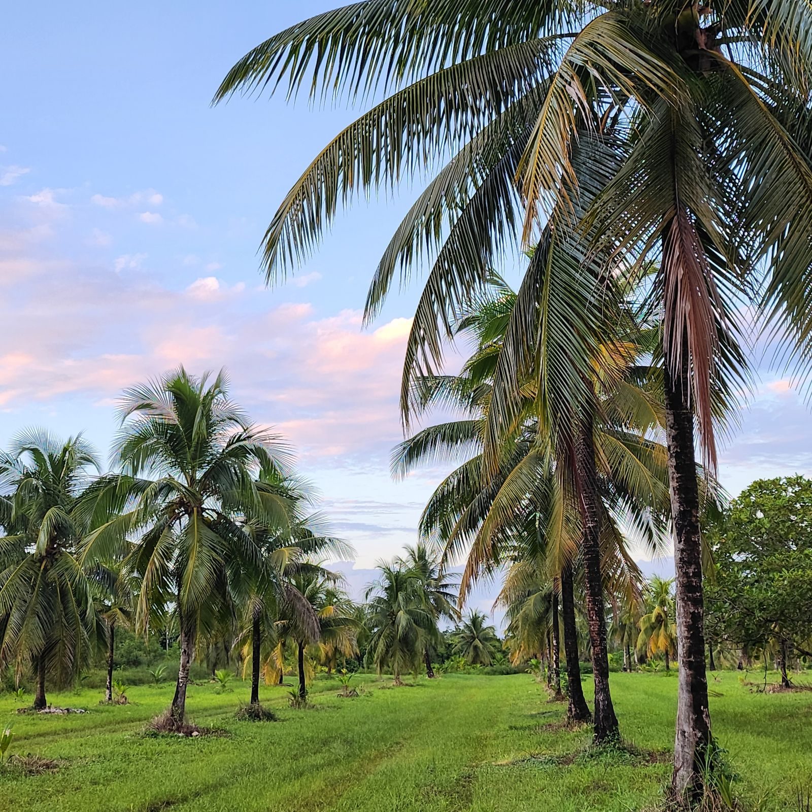 Coconut palms on the property