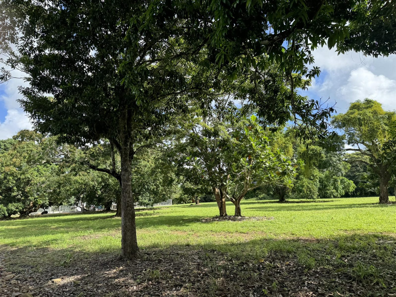 Mango Trees