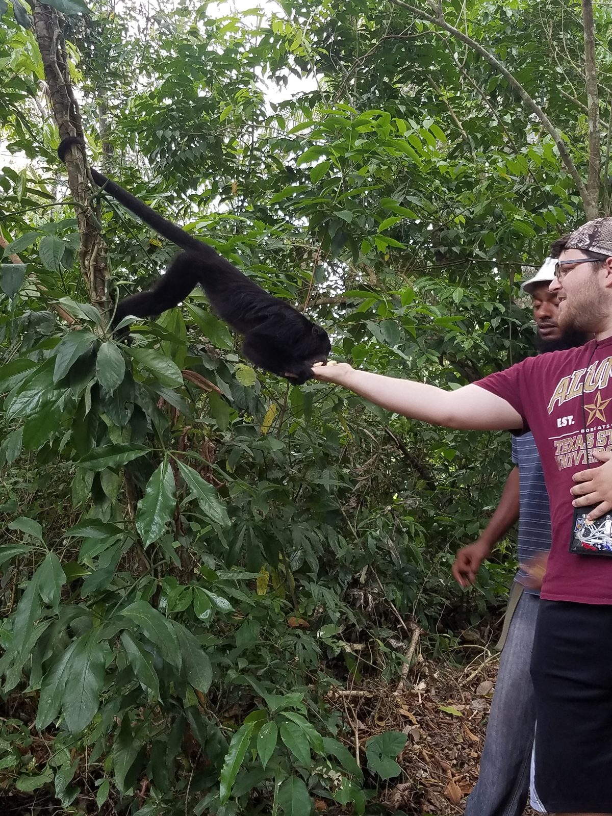 Howler monkey